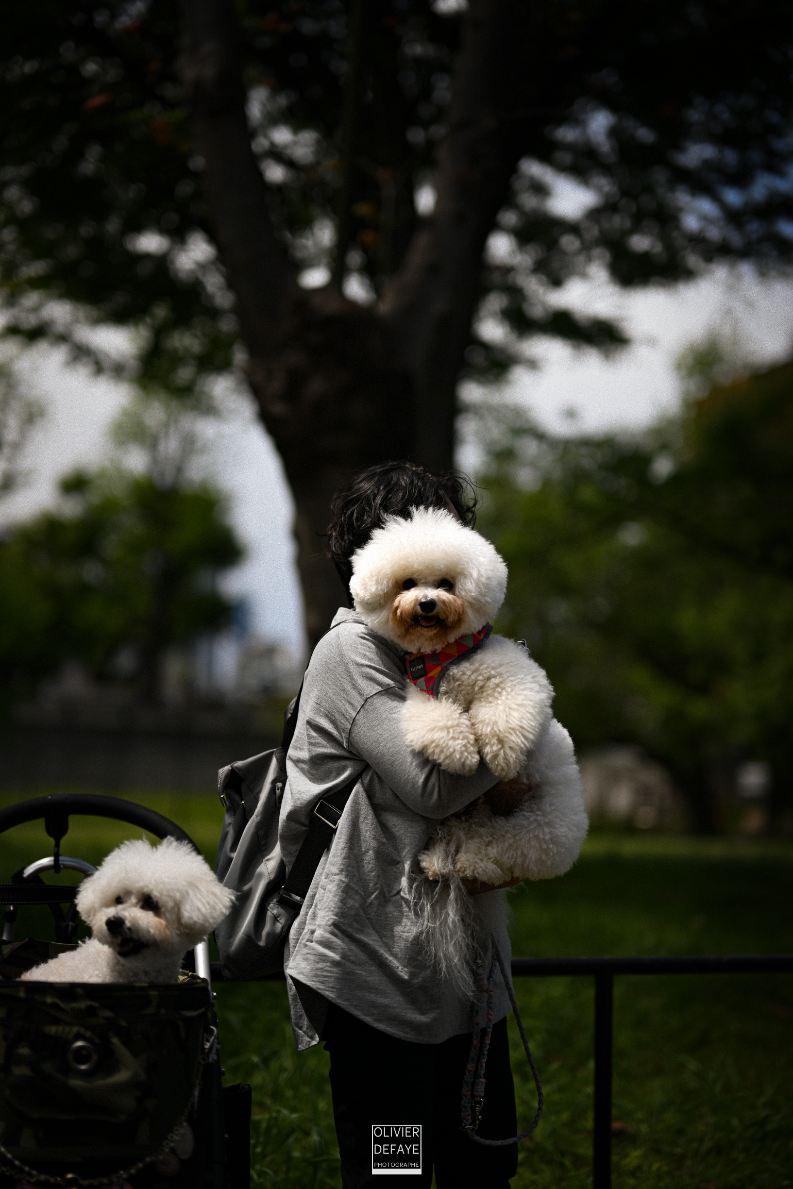 Dogs of Japan