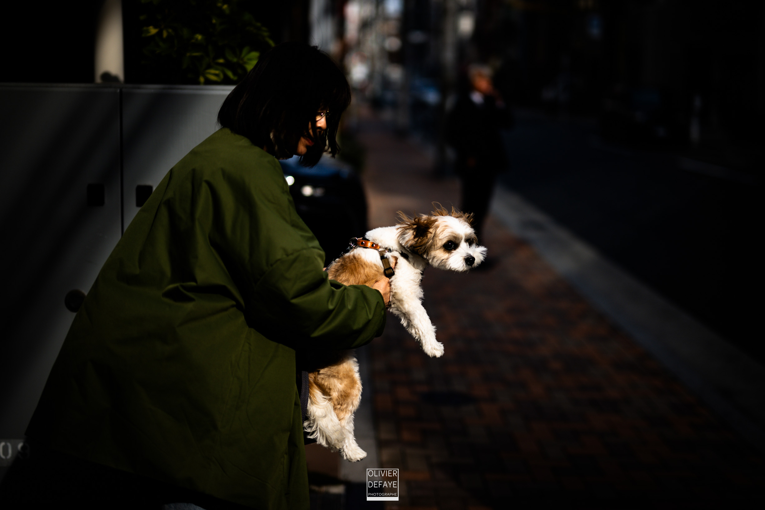 Dogs of Japan