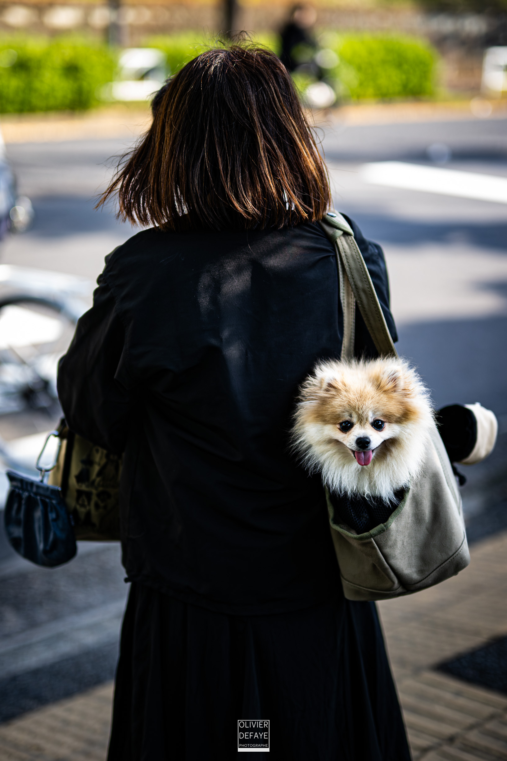 Dogs of Japan