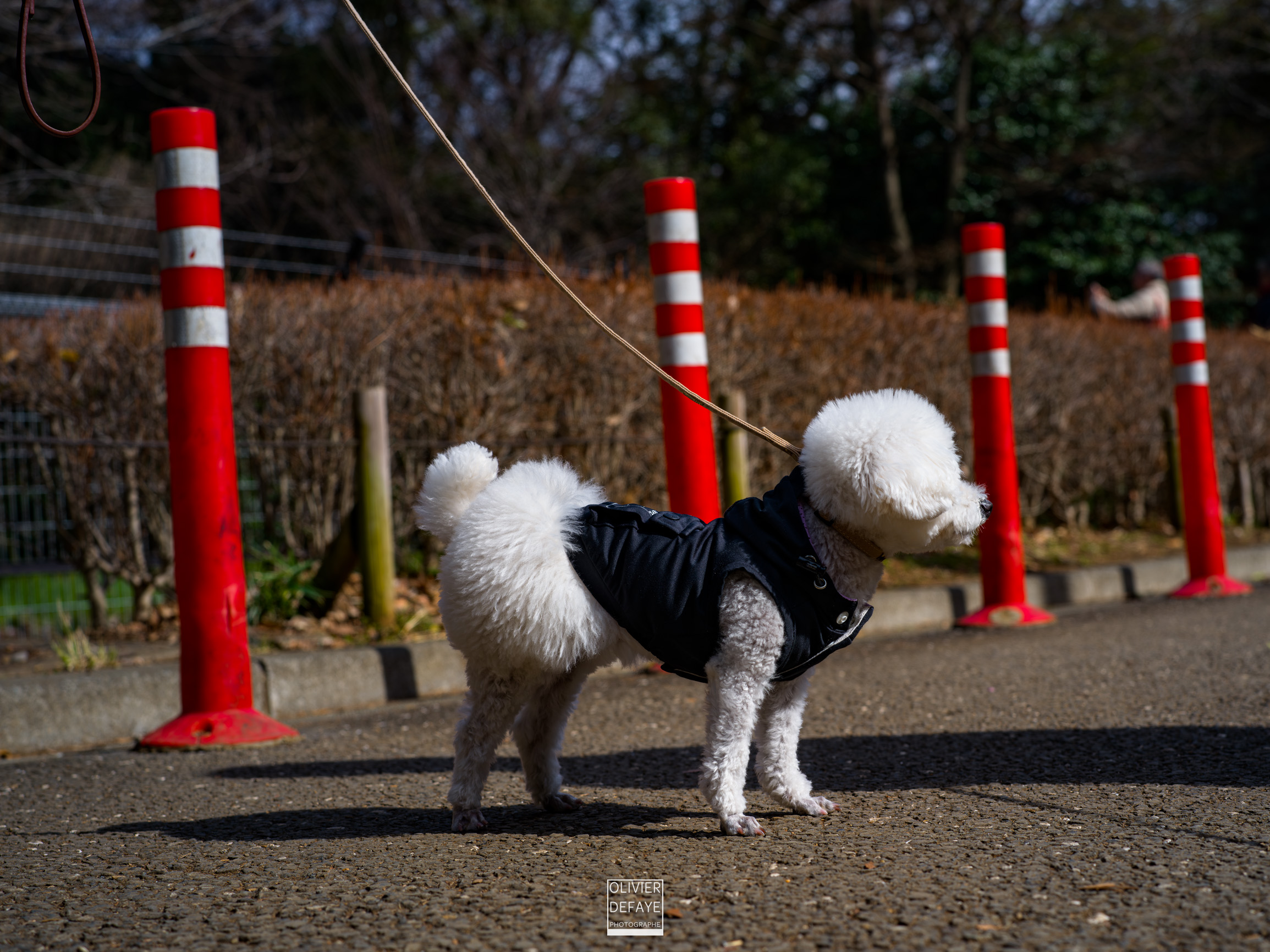 Dogs of Japan