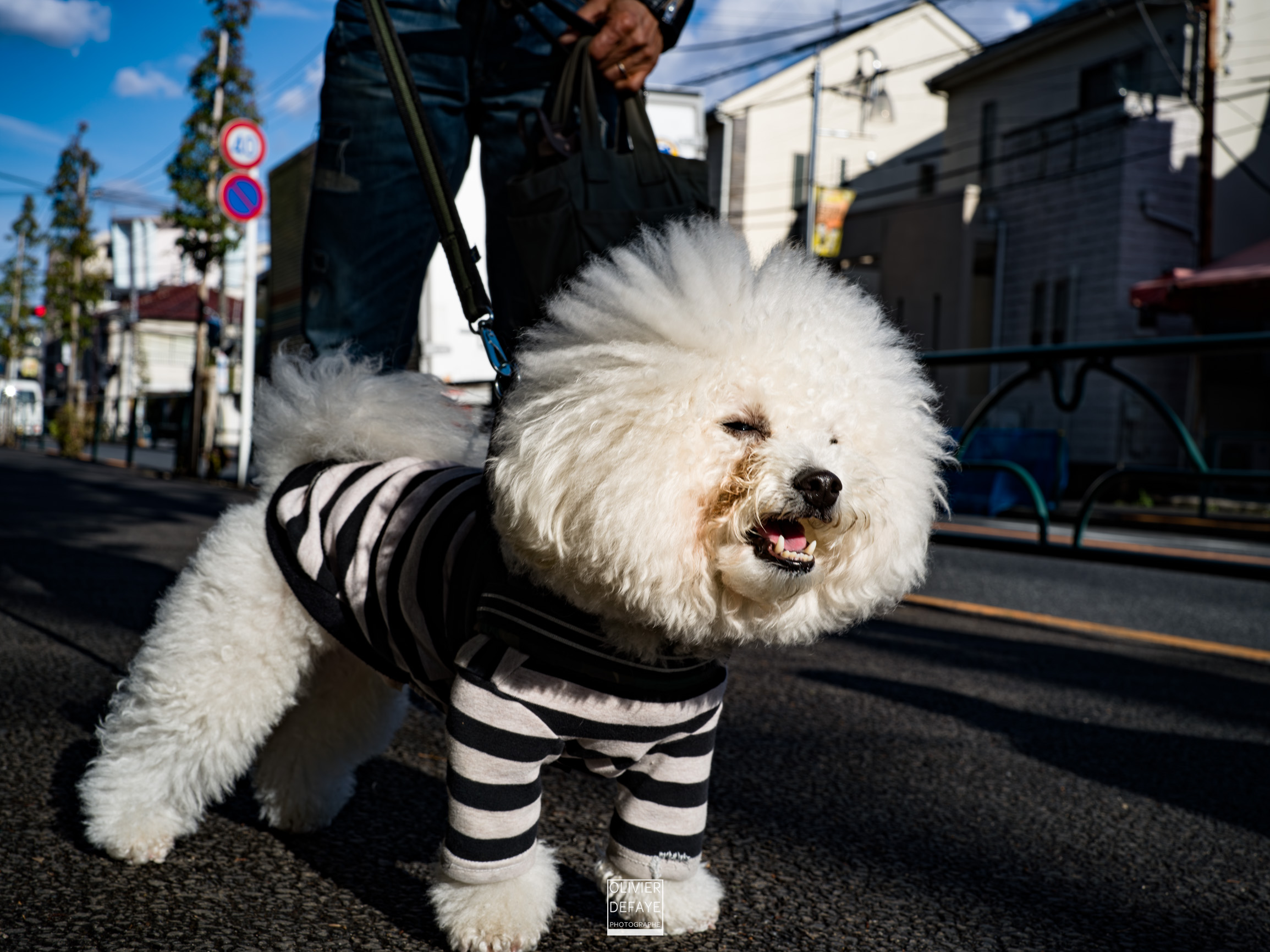 Dogs of Japan