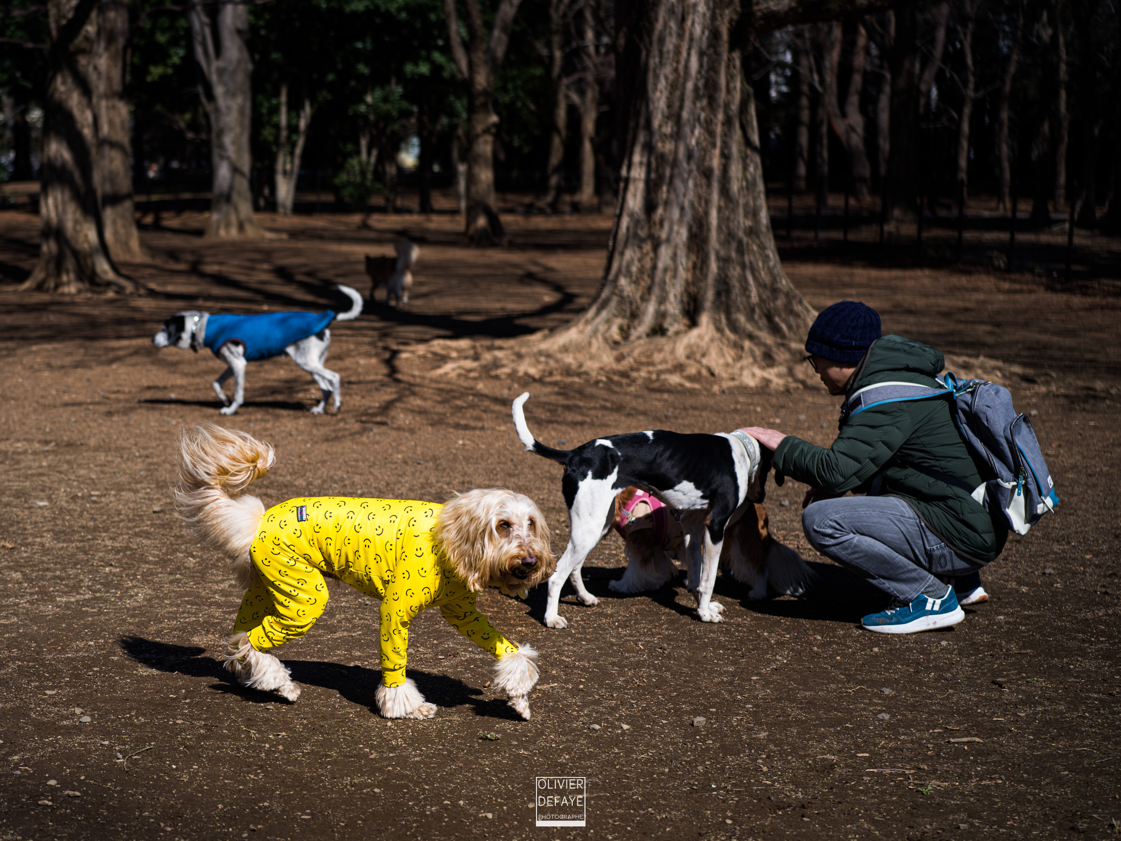 Dogs of Japan