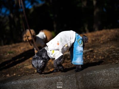 Photographie