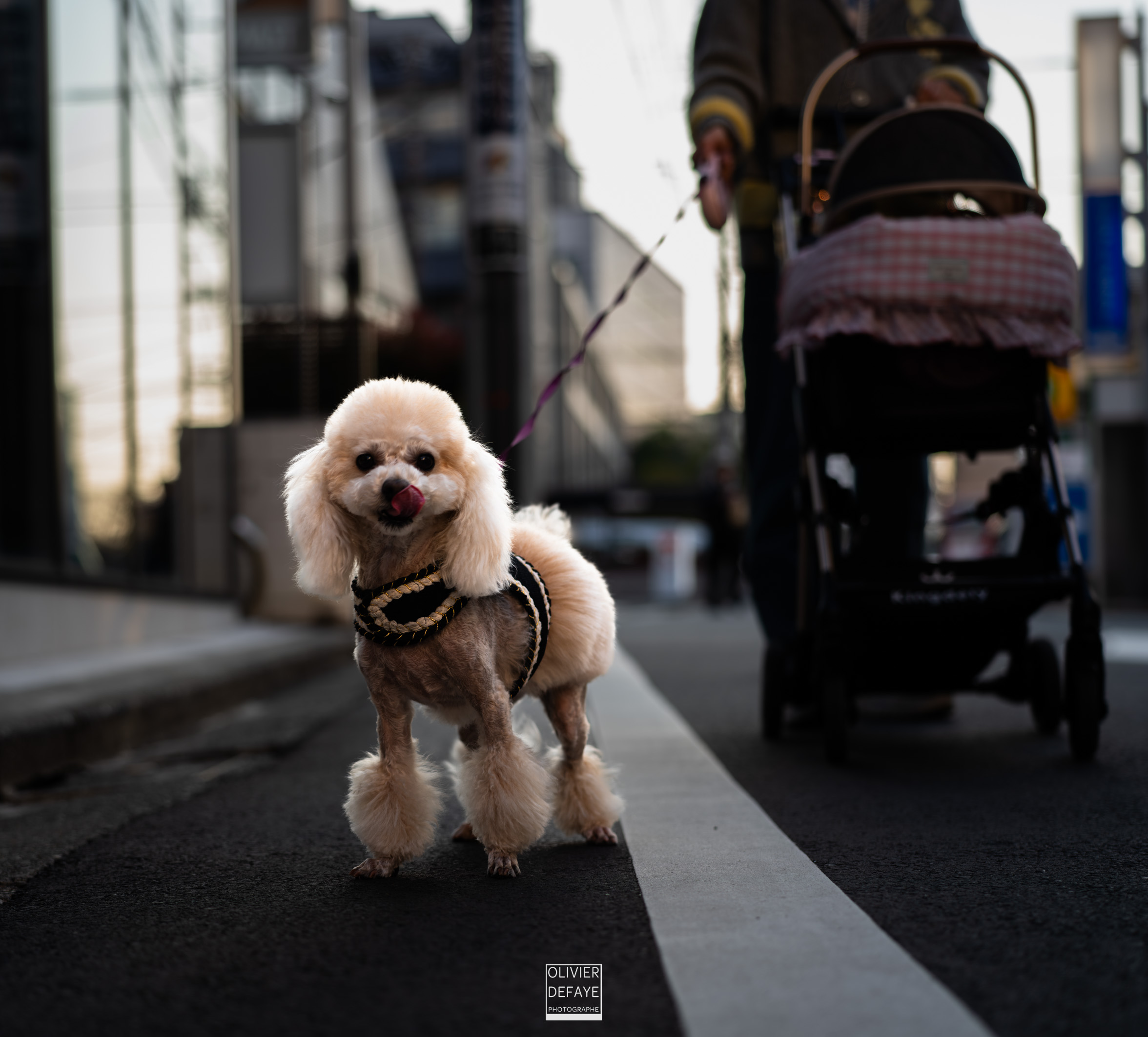 Dogs of Japan