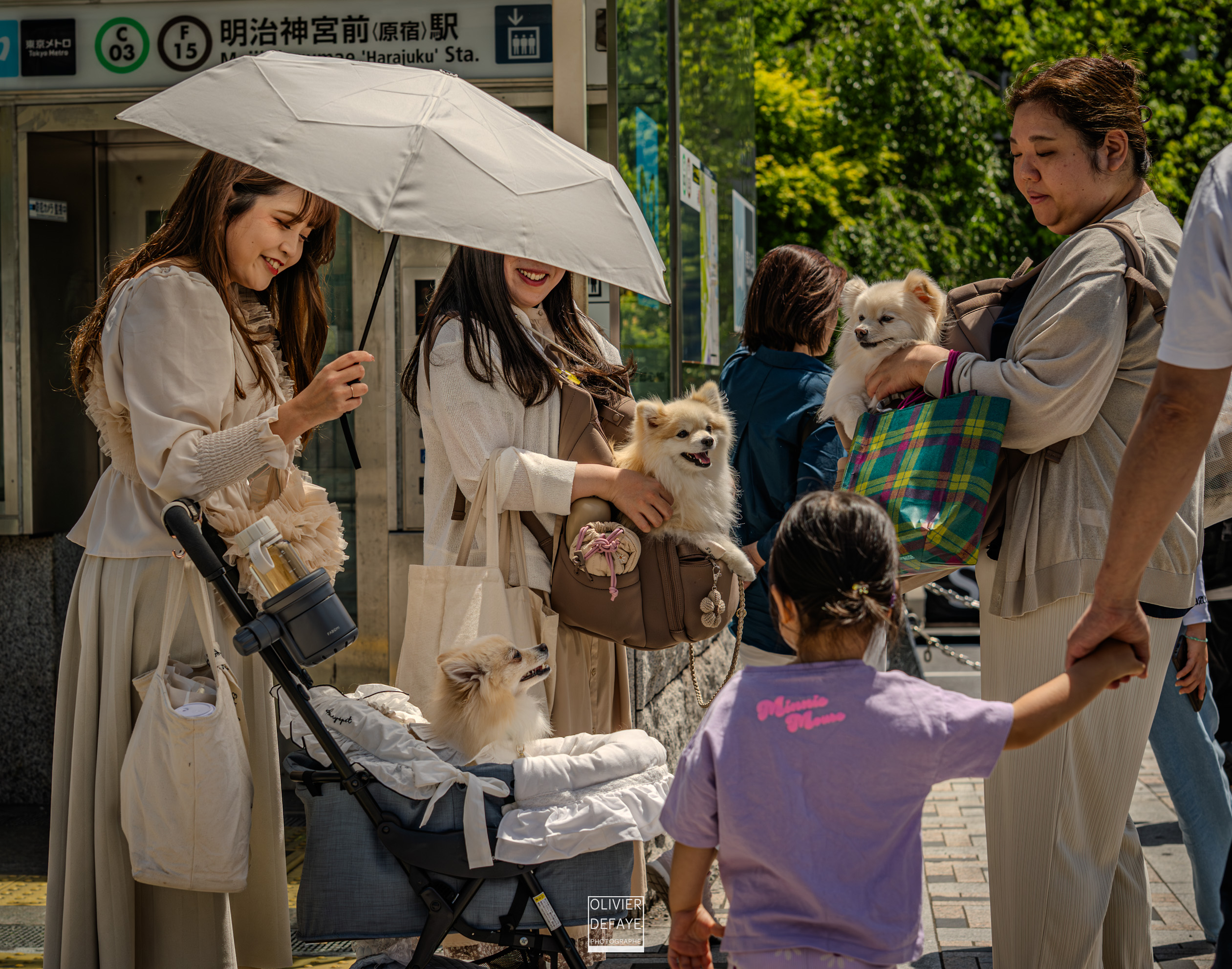 Dogs of Japan