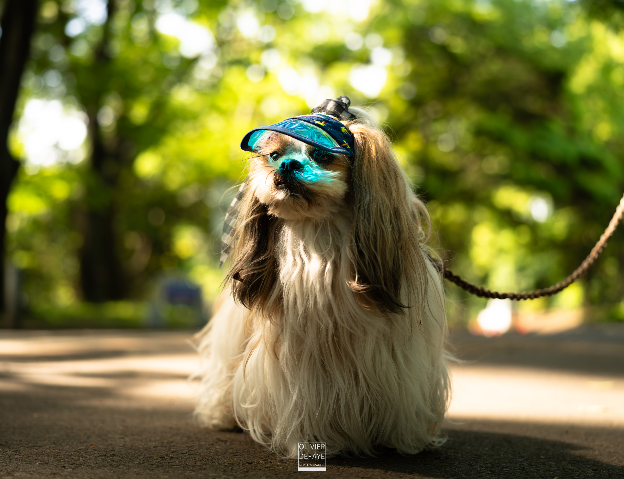 Dogs of Japan