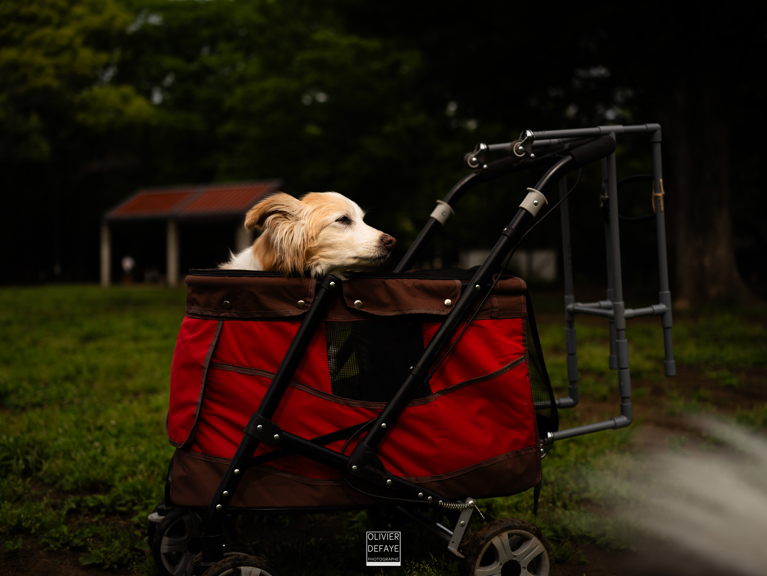 Dogs of Japan
