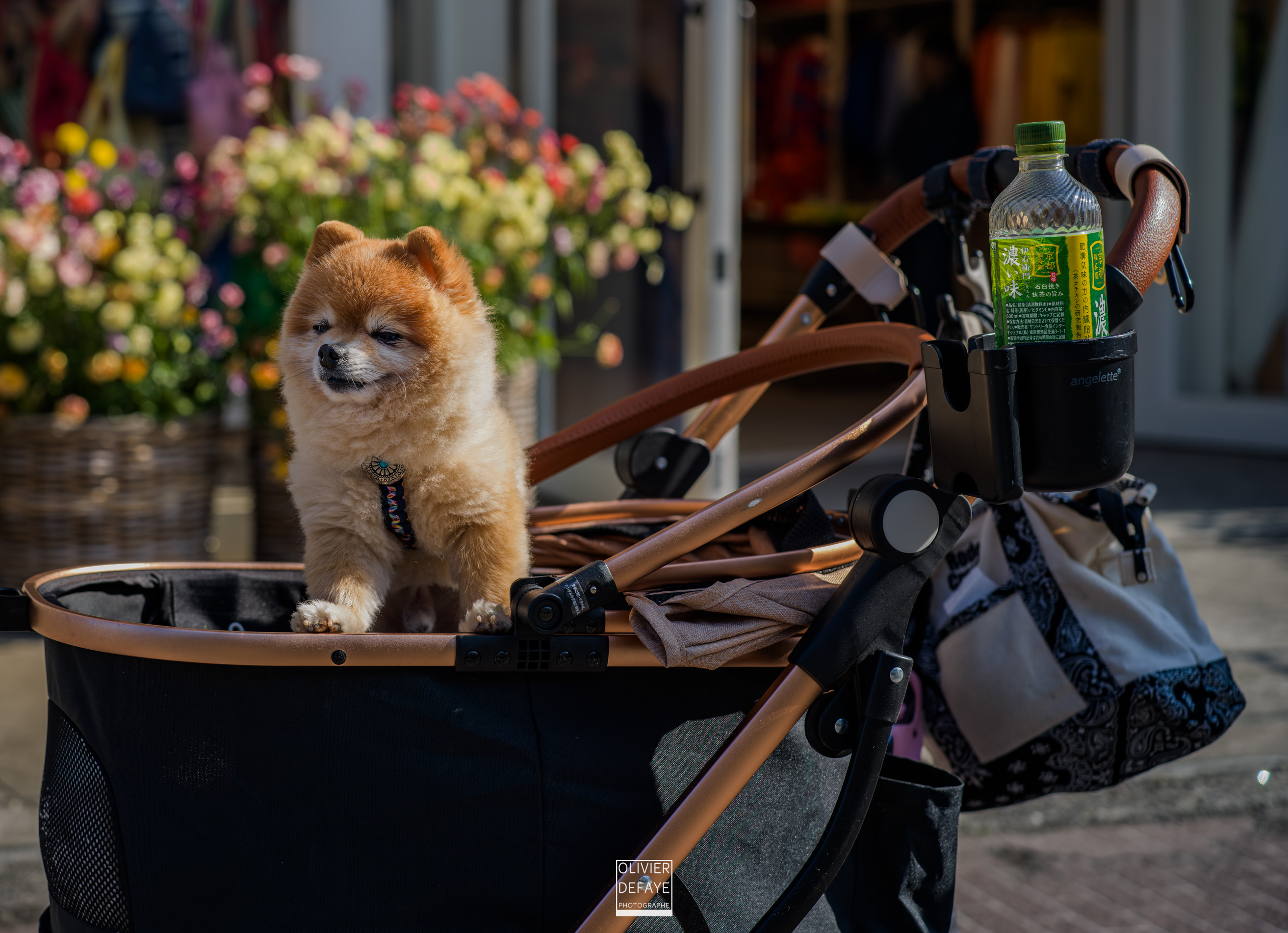 Dogs of Japan