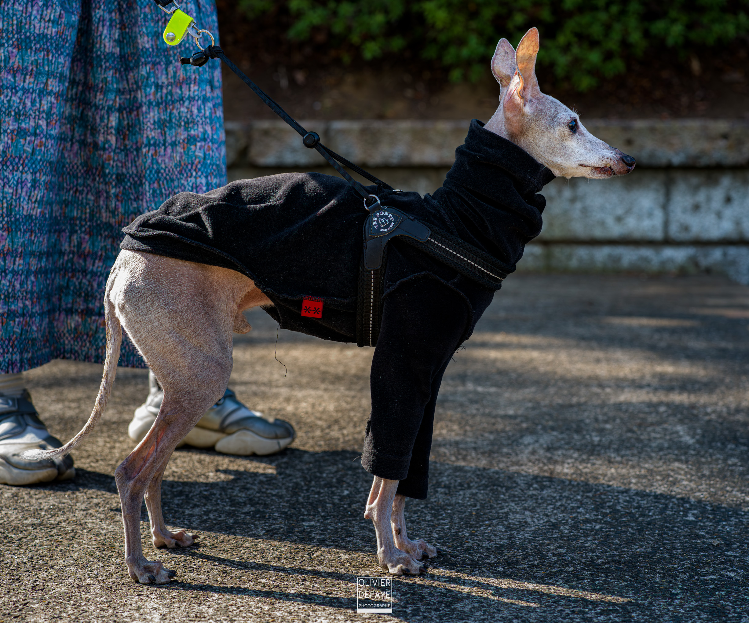 Dogs of Japan