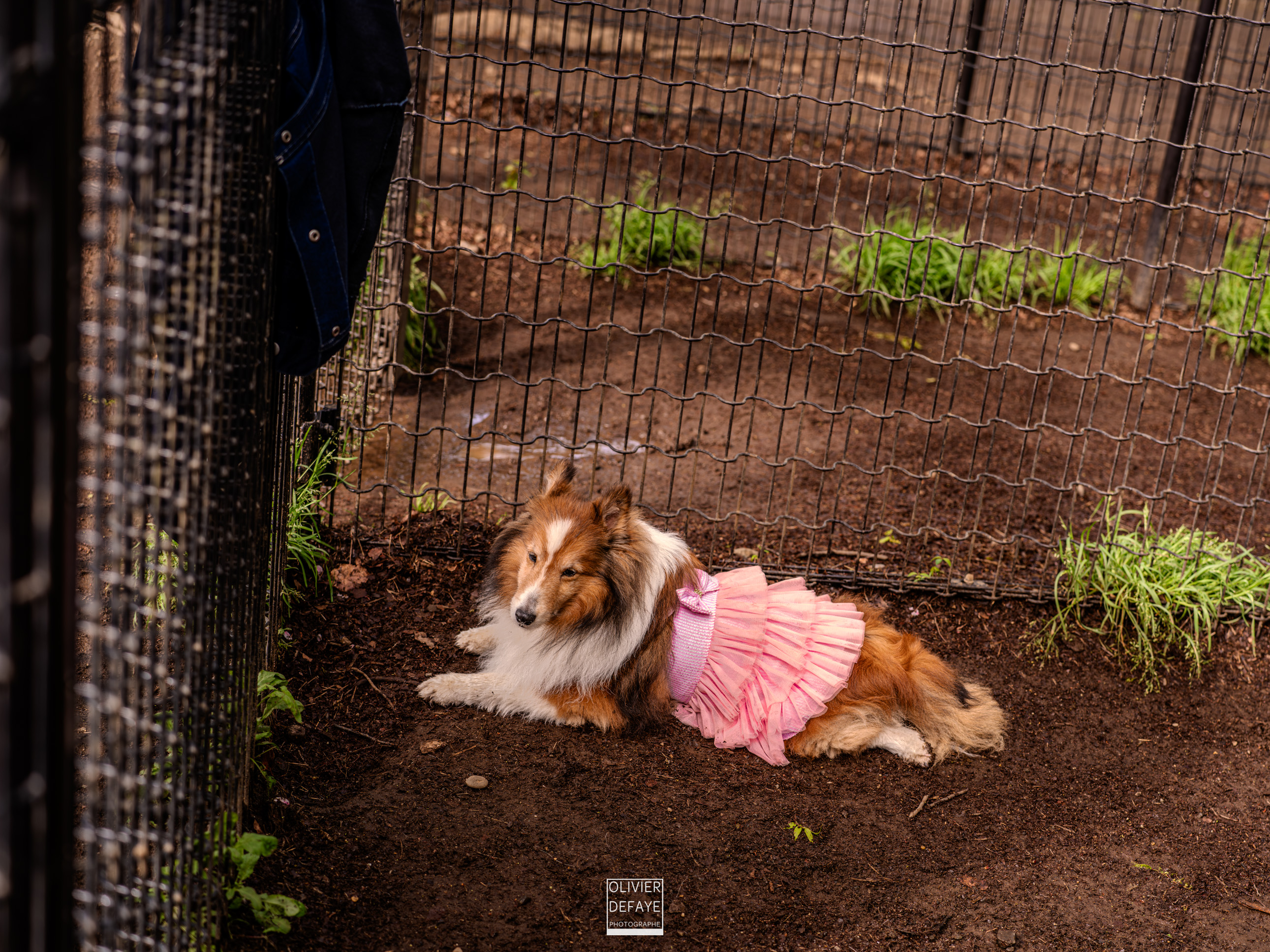 Dogs of Japan