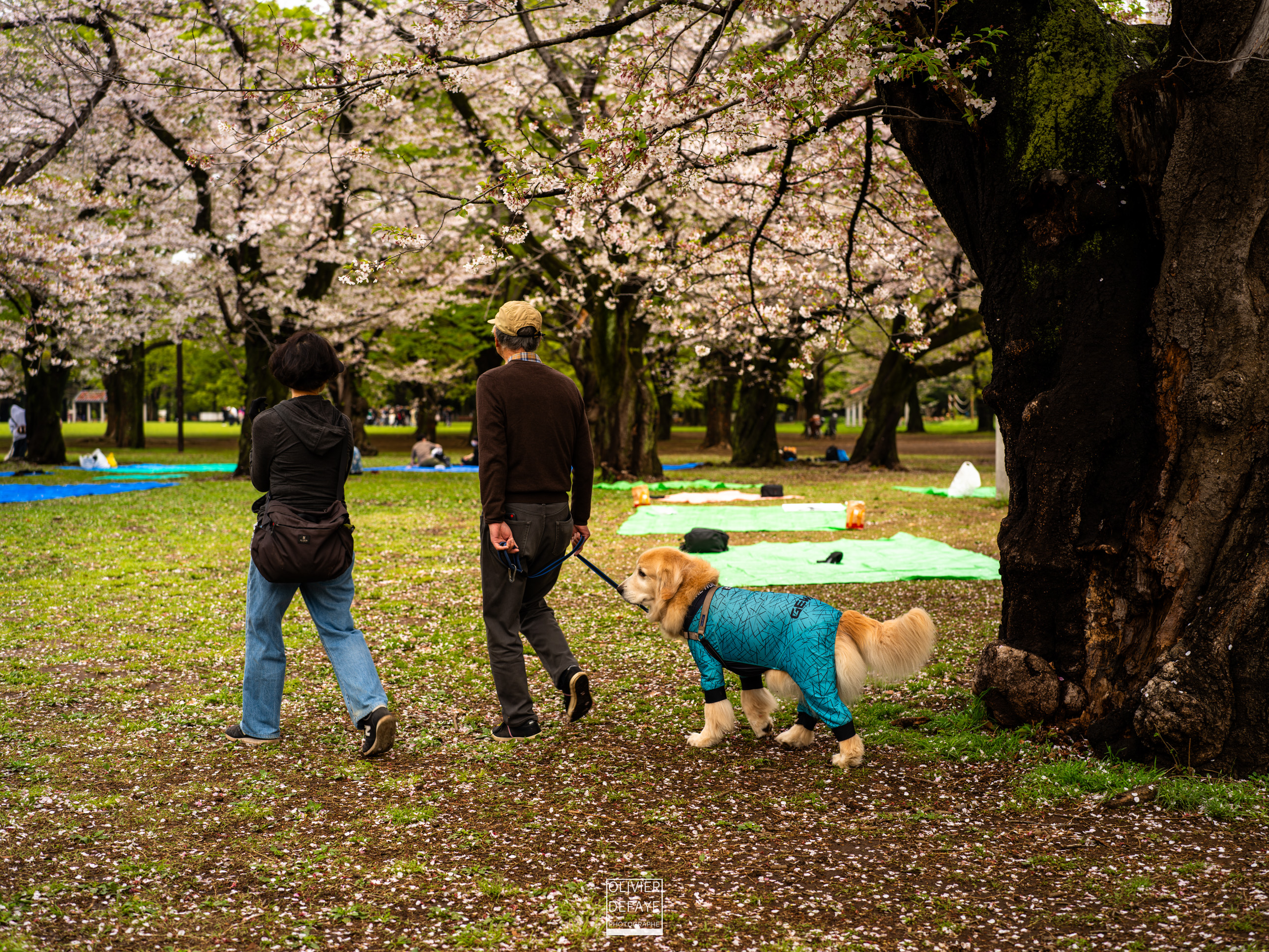Dogs of Japan