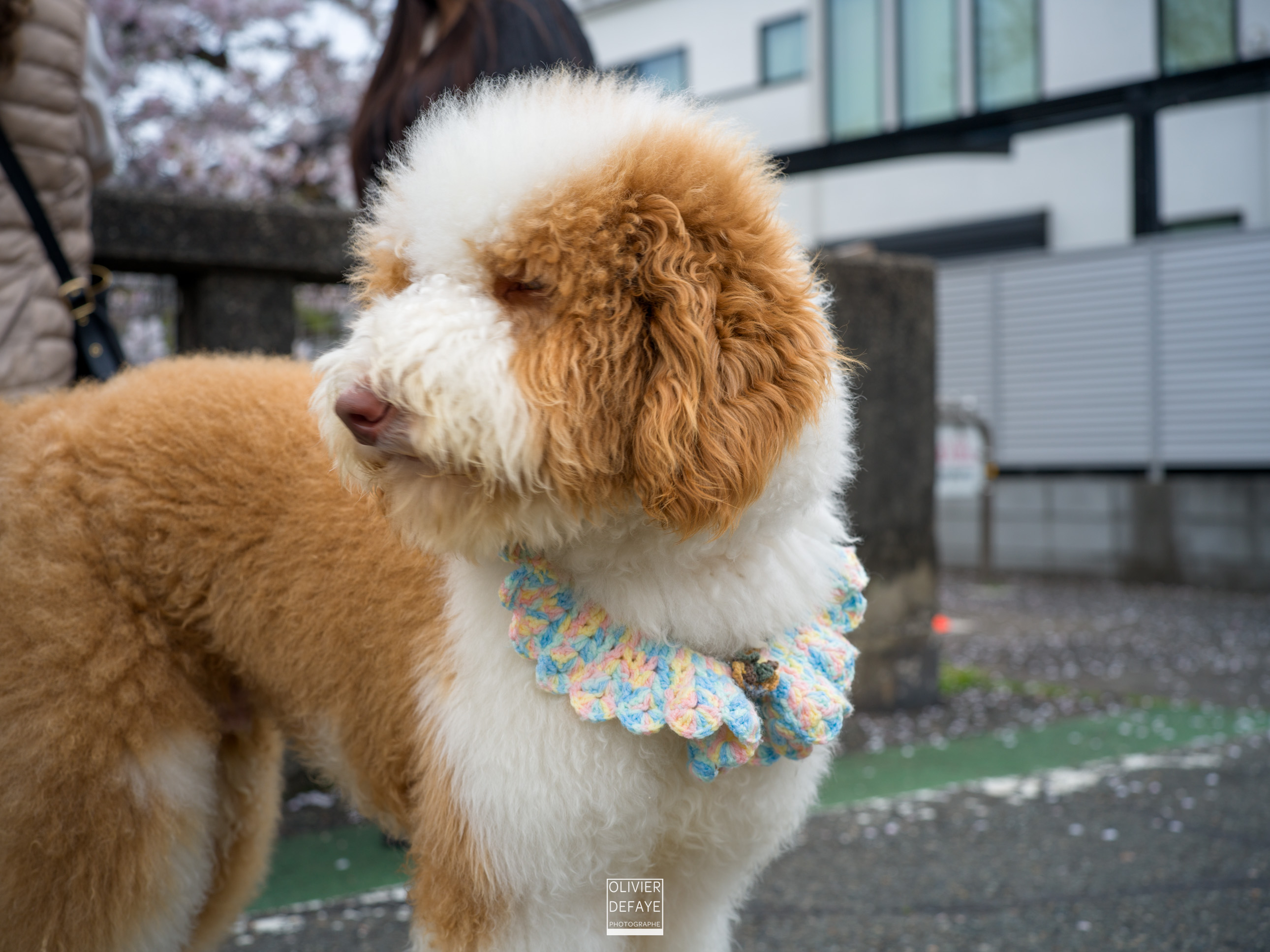 Dogs of Japan