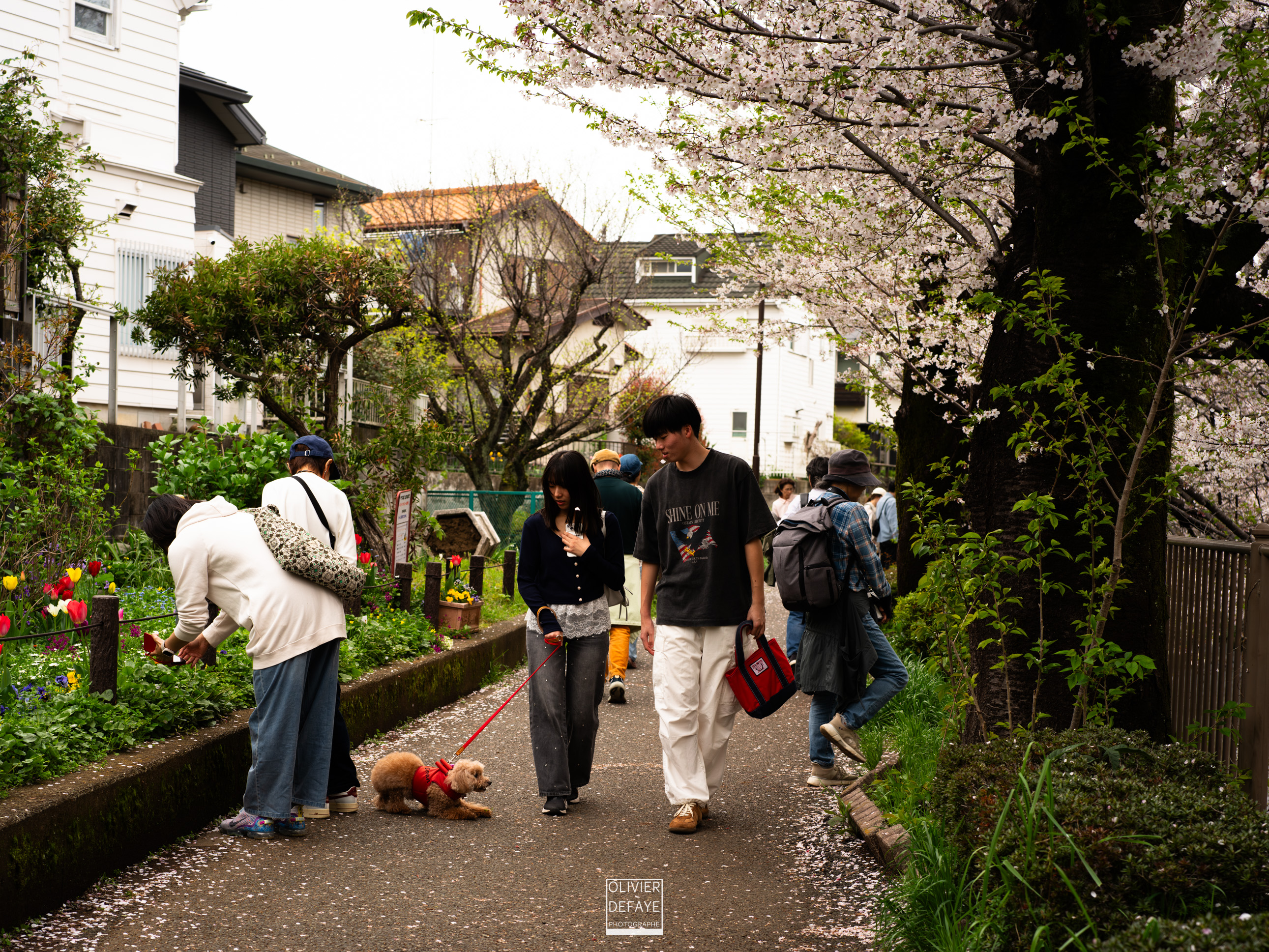 Dogs of Japan